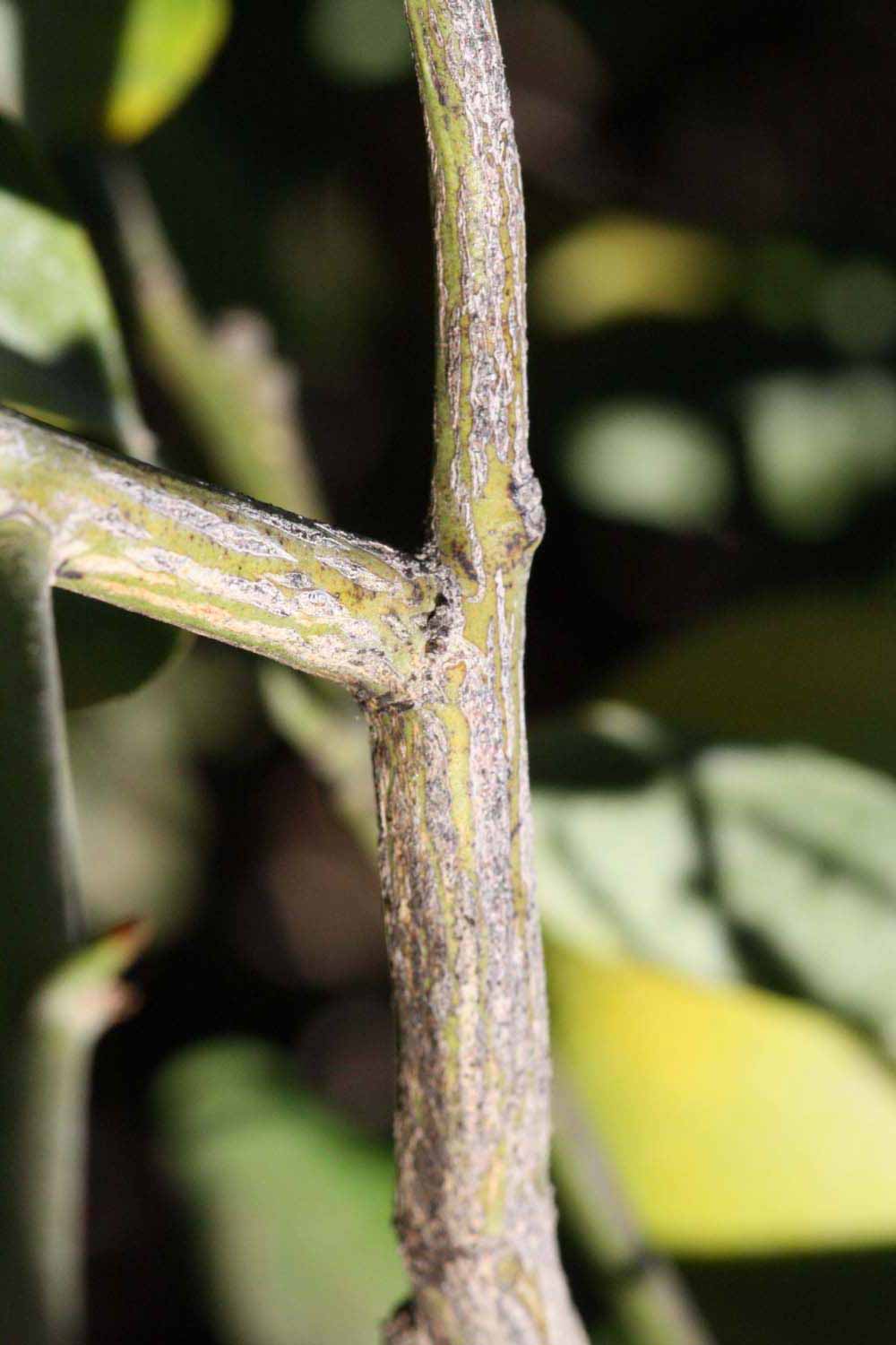              Second - third year twig (Riverside,   CA)       